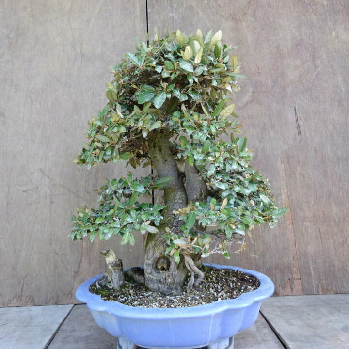 楽天市場】盆栽 寒茱萸 樹高 約63cm かんぐみ Elaeagnus カングミ グミ 