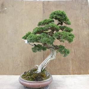 ~ ^  74cm ς Juniperus chinensis VpN W V qmL Ύ Ϗܗp ^ i