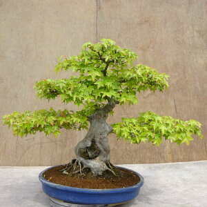 ~   47cm  Acer JGf gt Εt JGf t Ϗܗp ^ i