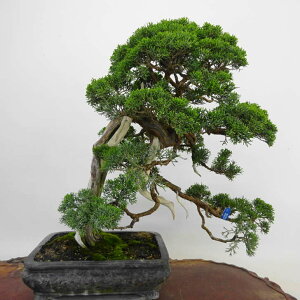 ~ ^  56cm ς Juniperus chinensis VpN W V qmL Ύ Ϗܗp ^ i