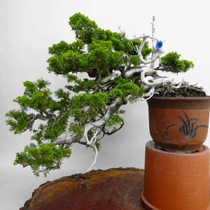 ~ ^  ㉺ 55cm ς Juniperus chinensis VpN W V R qmL Ύ Ϗܗp ^ i