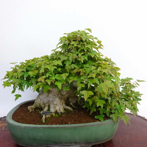 ~   34cm  Acer JGf gt JGf t Ϗܗp ^ i