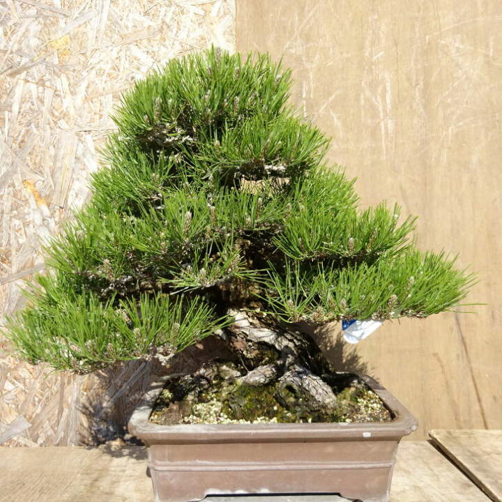 楽天市場】盆栽 松 黒松 樹高 約49cm くろまつ Pinus thunbergii 
