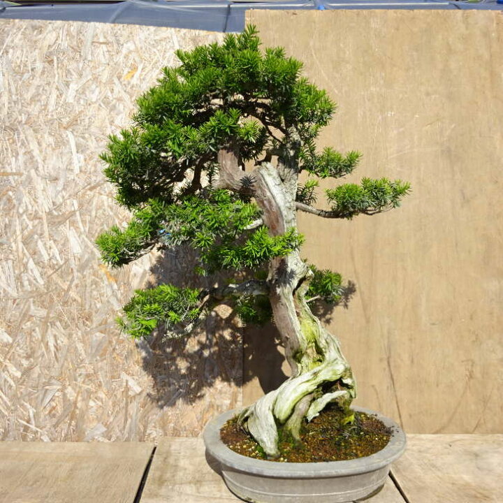 楽天市場】盆栽 一位 樹高 約94cm いちい Taxus cuspidata イチイ 