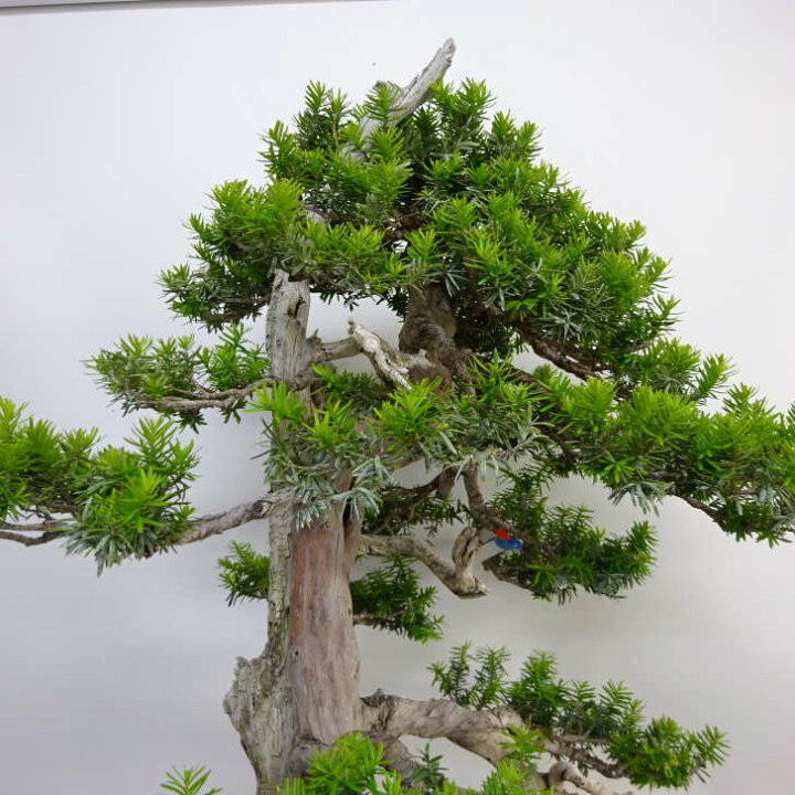 楽天市場】盆栽 一位 樹高 約94cm いちい Taxus cuspidata イチイ 