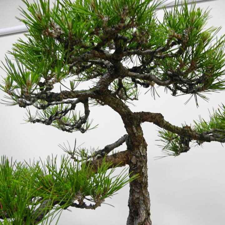 楽天市場】盆栽 松 黒松 樹高 約65cm くろまつ Pinus thunbergii 