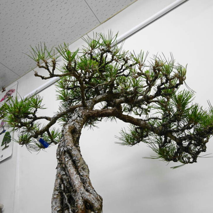 楽天市場】盆栽 松 黒松 樹高 約65cm くろまつ Pinus thunbergii 