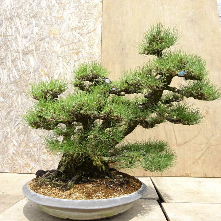 楽天市場】盆栽 松 黒松 樹高 約53cm くろまつ Pinus thunbergii 