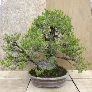 ~  ܗt   80cm 悤܂ Pinus parviflora SE}c }c ΐjt Ϗܗp ^ i