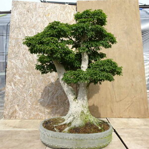 ~ gt q  95cm ݂ Acer palmatum ~W VVKV JGf t Ϗܗp ^ i