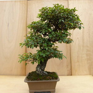 ~   91cm 񂮂 Elaeagnus JO~ O~ Ύ Ϗܗp ^ i