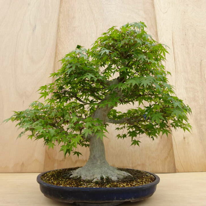 楽天市場】盆栽 紅葉 もみじ 樹高 約67cm Acer palmatum モミジ カエデ 