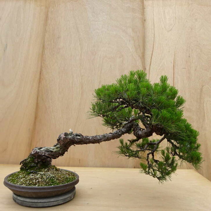 楽天市場】盆栽 松 赤松 樹高 約45cm あかまつ Pinus densiflora 
