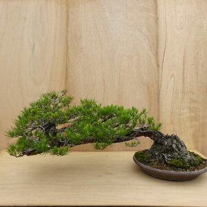 ~  ԏ  45cm ܂ Pinus densiflora AJ}c red pine V }c Ύ Ϗܗp ^ i