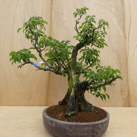 盆栽 梅 野梅 樹高 約82cm うめ Prunus mume ウメ 花梅 薄桃色 ピンク シャリ バラ科 落葉樹 観賞用 大型 現品