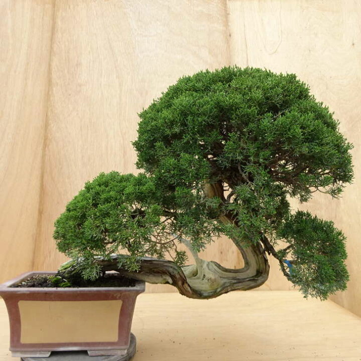 楽天市場】盆栽 真柏 樹高 上下 約57cm しんぱく Juniperus chinensis 