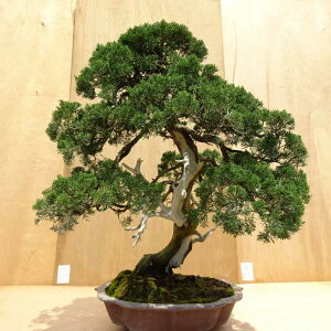 ~ ^  84cm ς Juniperus chinensis VpN W V qmL Ύ Ϗܗp ^ i