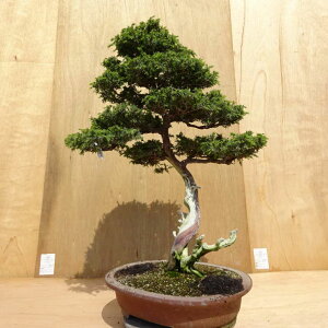 ~  m  73cm Ƃ傤 Juniperus rigida gVE W V qmL ΐjt Ϗܗp ^ i