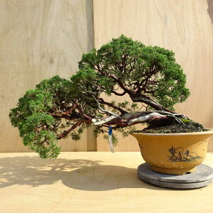 ~ ^  80cm ς Juniperus chinensis VpN W V qmL Ύ Ϗܗp ^ i