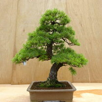 楽天市場】鉢 大型（種類（植物）ゴヨウマツ（五葉松））（花・観葉 
