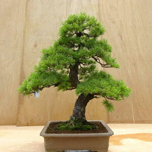 ~  ܗt  70cm 悤܂ Pinus parviflora SE}c }c ΐjt Ϗܗp ^ i