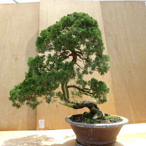 ~ ^  80cm ς Juniperus chinensis VpN W V qmL Ύ Ϗܗp ^ i
