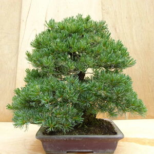 ~  ܗt  70cm 悤܂ Pinus parviflora SE}c }c ΐjt Ϗܗp ^ i