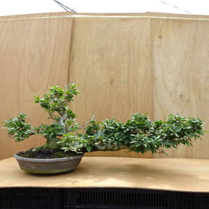 ~ RџO  49cm Ԃ Fagus crenata ui ui t Ϗܗp ^ i
