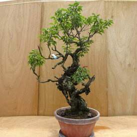 盆栽 梅 野梅 樹高 約88cm うめ Prunus mume ウメ 花梅 シャリ バラ科 落葉樹 観賞用 大型 現品