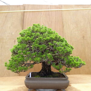 盆栽 松 黒松 万松宝 樹高 約57cm くろまつ Pinus thunbergii クロマツ マツ科 常緑針葉樹 観賞用 大型 現品