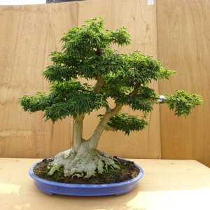 ~ gt q  85cm ݂ Acer palmatum ~W VVKV JGf t ӏܗp Ϗܗp ^ i