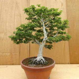 ~ gt q  86cm ݂ Acer palmatum ~W VVKV JGf t ӏܗp Ϗܗp ^ i