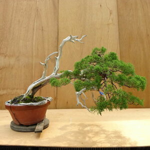 ~ ^  49cm ς Juniperus chinensis VpN W V qmL Ύ ӏܗp Ϗܗp ^ i