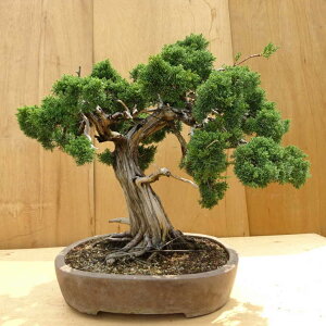 ~ ^  75cm ς Juniperus chinensis VpN W V qmL Ύ ӏܗp Ϗܗp ^ i