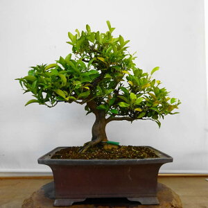 ~ k   45cm ΂ Citrus tachibana ^`oi ~J Ύ ӏܗp Ϗܗp ^ i