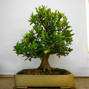 ~ k   56cm ΂ Citrus tachibana ^`oi ~J Ύ ӏܗp Ϗܗp ^ i