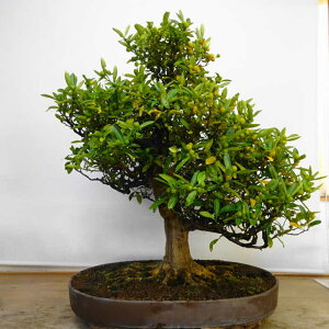 ~    75cm  Fortunella hindsii LY }LJ ~J LJ Ύ ӏܗp Ϗܗp ^ i