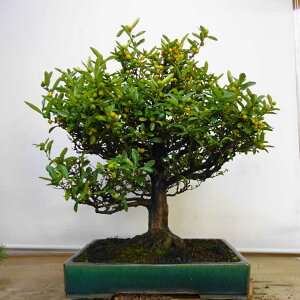 ~    69cm  Fortunella hindsii LY }LJ ~J LJ Ύ ӏܗp Ϗܗp ^ i