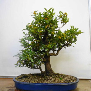 ~    66cm  Fortunella hindsii LY }LJ ~J LJ ӏܗp Ύ Ϗܗp ^ i