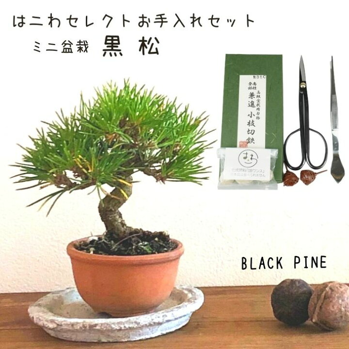 楽天市場 盆栽 お手入れ セット 黒松 ミニ盆栽 初心者セット 剪定ばさみ ピンセット ｉｂワンス肥料 肥料パック 常緑樹 観賞用 小品 数量物 セレクト 送料無料 盆栽はニわ 楽天市場店