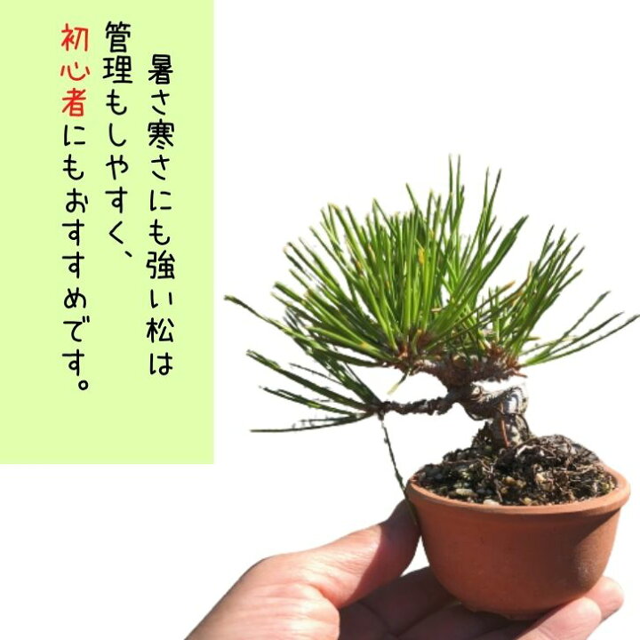楽天市場 盆栽 お手入れ セット 黒松 ミニ盆栽 初心者セット 剪定ばさみ ピンセット ｉｂワンス肥料 肥料パック 常緑樹 観賞用 小品 数量物 セレクト 送料無料 盆栽はニわ 楽天市場店