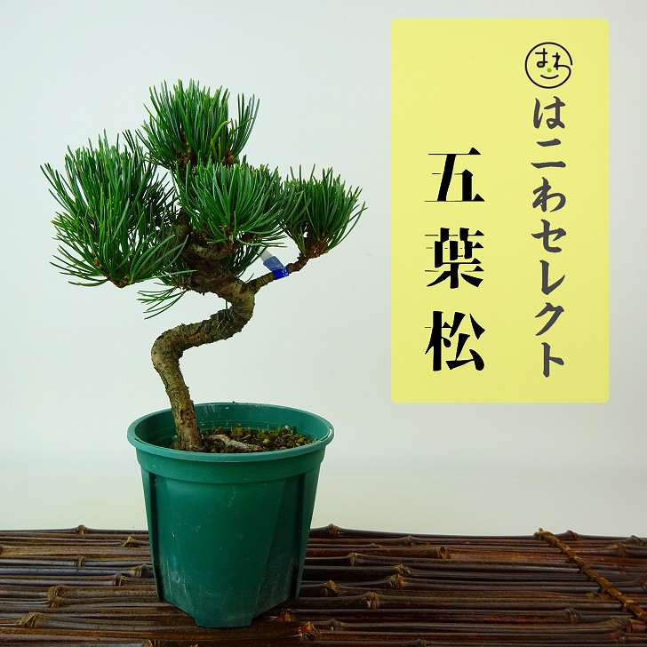 楽天市場】盆栽 松 五葉松 樹高 約15～16cm ごようまつ Pinus
