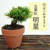 楽天市場】盆栽 五葉松 明星の通販