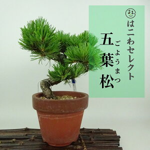 ~  ܗt  15`18cm 悤܂ Pinus parviflora SE}c }c ΐjt Ϗܗp i ʕ ZNg 