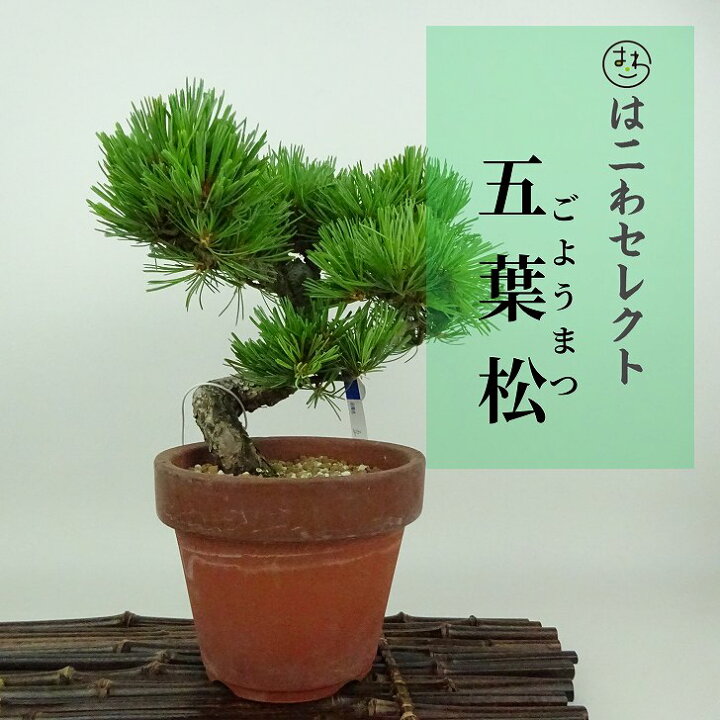 楽天市場】盆栽 松 五葉松 樹高 約15〜18cm ごようまつ Pinus 