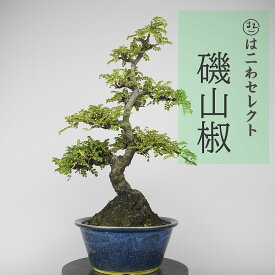 盆栽 磯山椒 樹高 約30～38cm いそざんしょう Osteomeles anthyllidifolia イソザンショウ バラ科 テンノウウメ属 常緑樹 観賞用 数量物 セレクト 送料無料