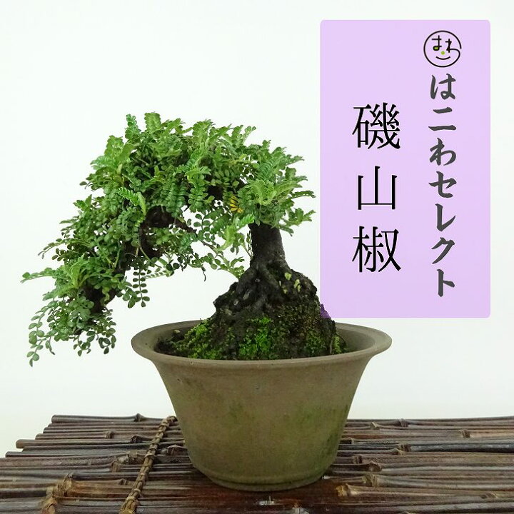 楽天市場】盆栽 磯山椒 樹高 約13～14cm いそざんしょう Osteomeles 