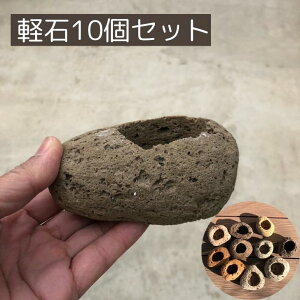~͔ y t ~ ۖ~ eE bonsai R쑐 ZNg ʕ 10Zbg 