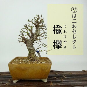 ~ O  13`15cm ɂꂯ₫ Ulmus parvifolia jPL gt j t Ϗܗp i ʕ ZNg 