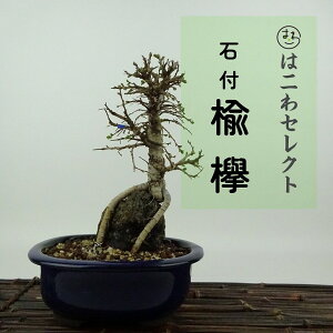 ~ O  19`20cm ɂꂯ₫ Ulmus parvifolia jPL gt Εt j t Ϗܗp i ʕ ZNg 